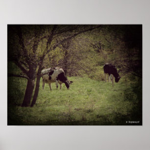 Pôster Kalona Dairy Cattle