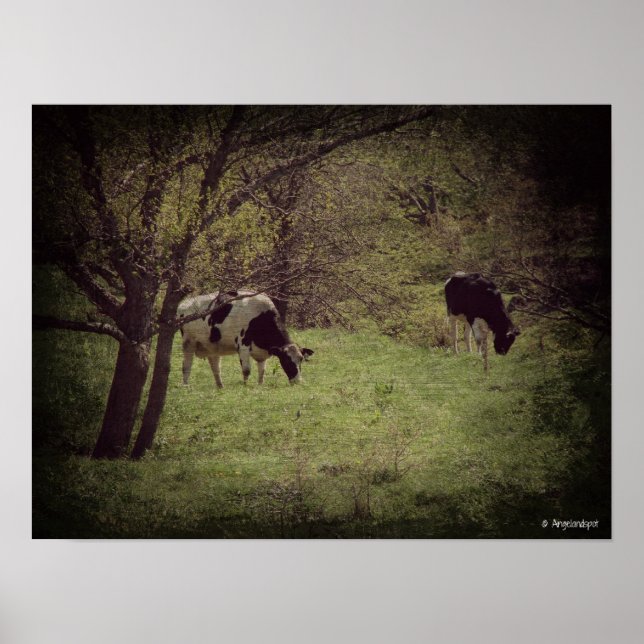 Pôster Kalona Dairy Cattle (Frente)