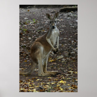 Pôster Kangaroo