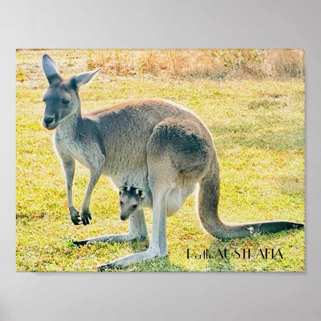 Poster Kangaroo e Bebê (Frente)
