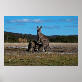 Poster Kangaroo e Joey