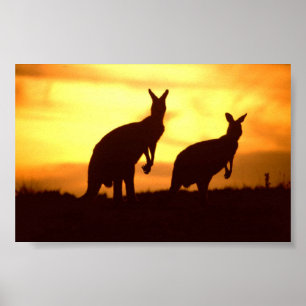 Poster kangaroos at sunset