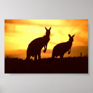 Poster kangaroos at sunset