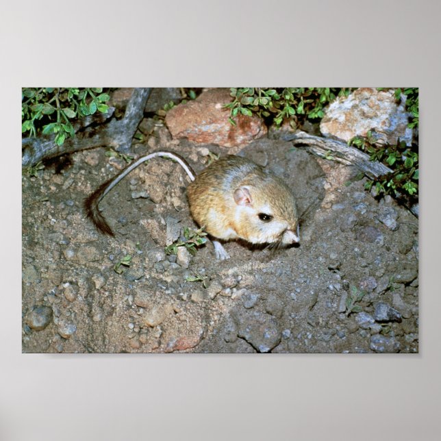Pôster Kangeroo Rat (Frente)