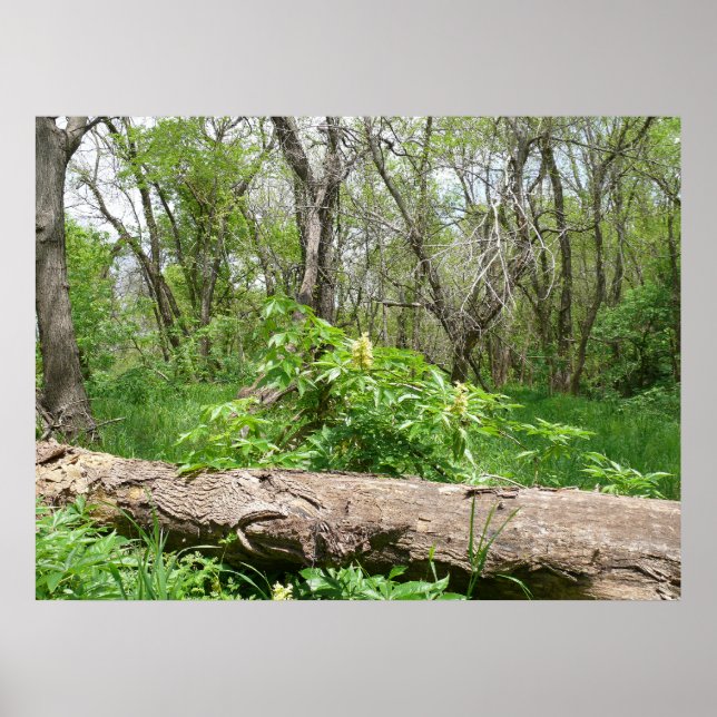Poster Kansas Countryside (Frente)