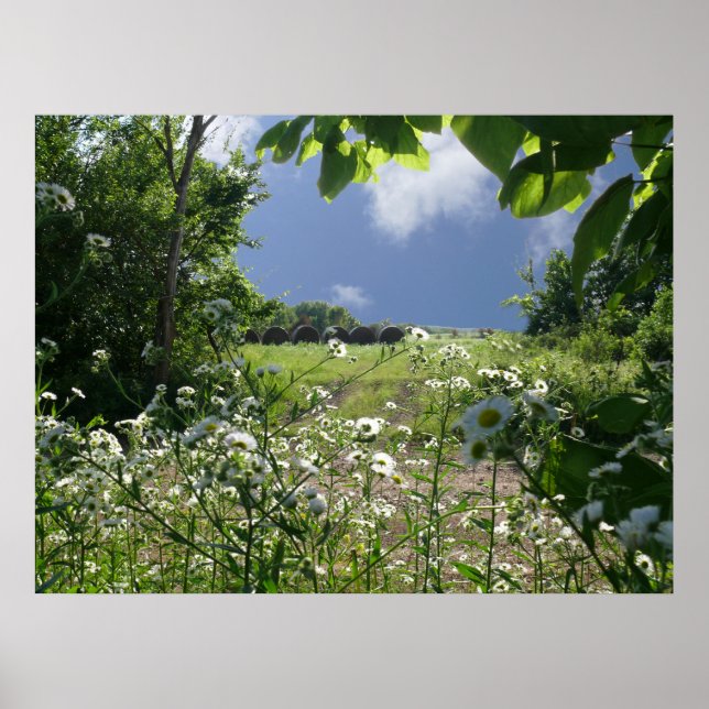 Pôster Kansas Meadows e Wildflower (Frente)