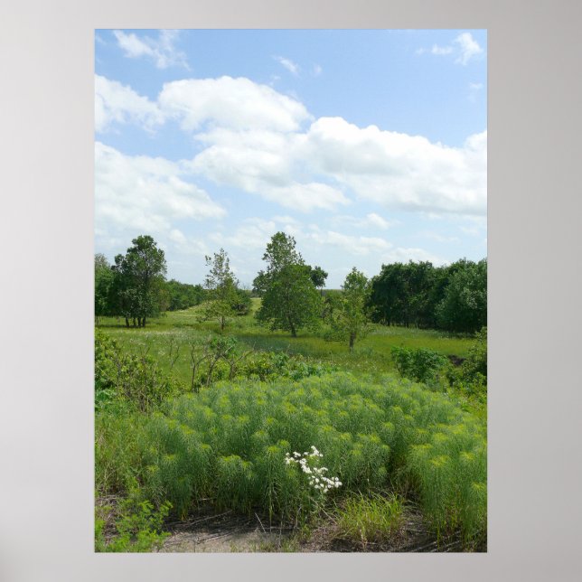 Pôster Kansas Wildflower e Meadows (Frente)