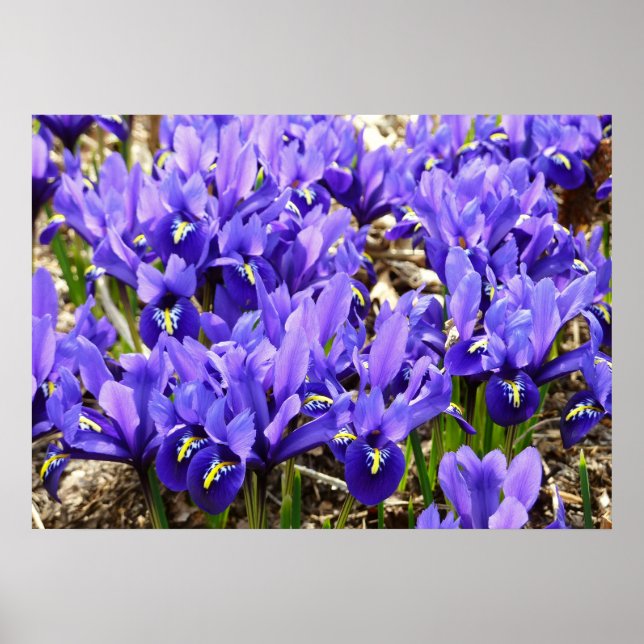 Poster Katherine Hodgkin Irrises Primavera Floral Roxo (Frente)