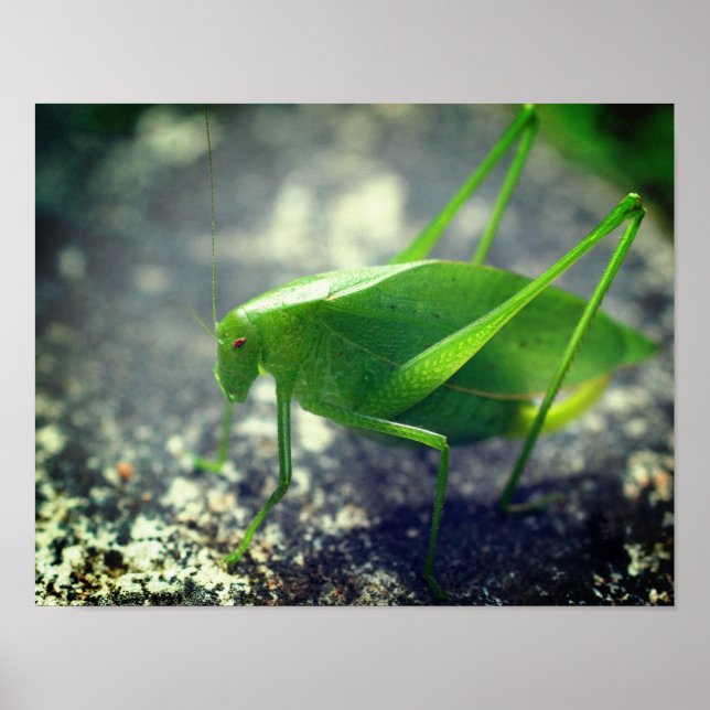 Poster Katydid Gafanhoto Insetos Fechar (Frente)