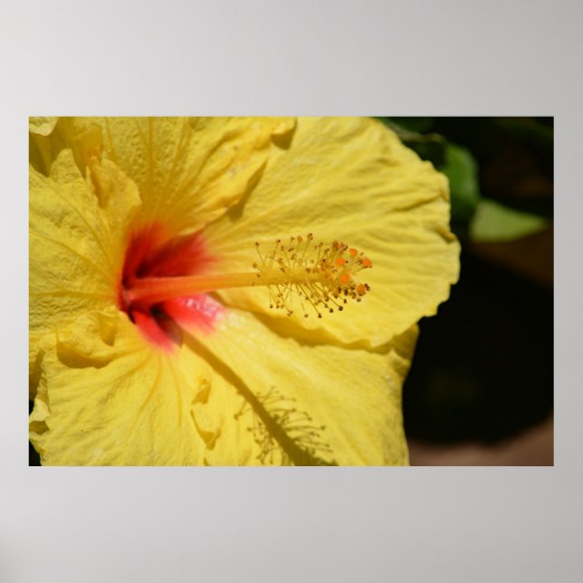 Poster Kauai Hawaii Yellow Hibiscus Flower (Frente)