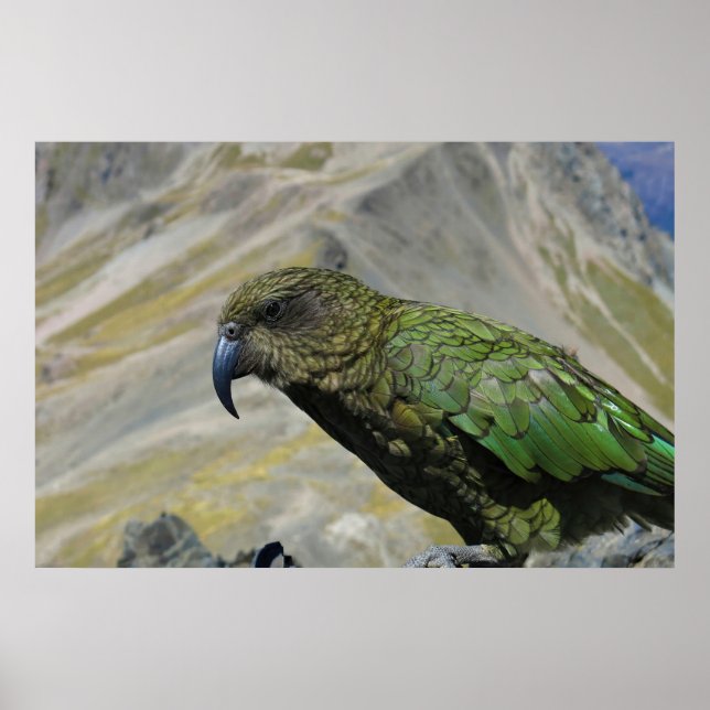Poster Kea (Frente)