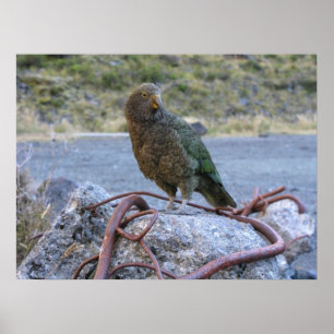 Pôster Kea