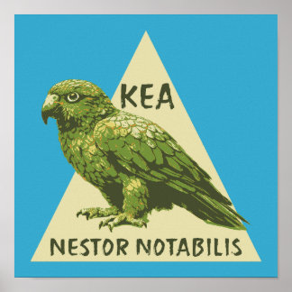 Poster Kea ave da Nova Zelândia