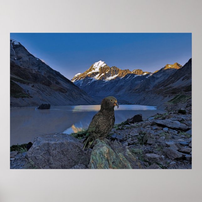 Poster Kea e Aoraki (Frente)