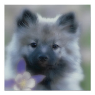 Pôster Keeshond e Columbine - Fotografia de Cães