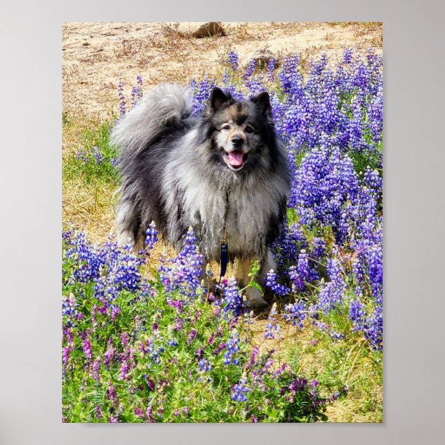 Poster Keeshond no Lupine Bloom (Frente)