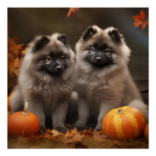 Pôster Keeshond Puppy Autumn Delight Pumpkin