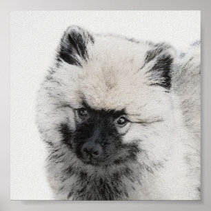 Poster Keeshond Puppy Drapy - Arte Cachorro Original Boni