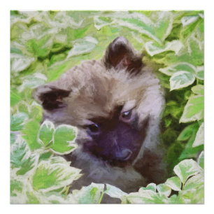 Pôster Keeshond Puppy na Pintura Original