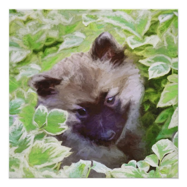 Pôster Keeshond Puppy na Pintura Original (Frente)