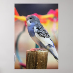 Poster Keet
