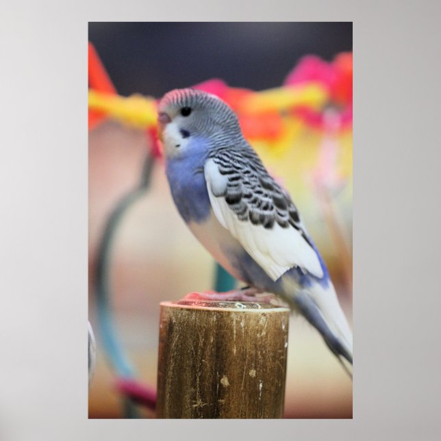 Poster Keet (Frente)