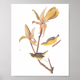 Poster Kentucky Warbler Audubon Birds e Magnolia Flower