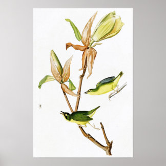 Pôster Kentucky Warbler John James Audubon Birds América