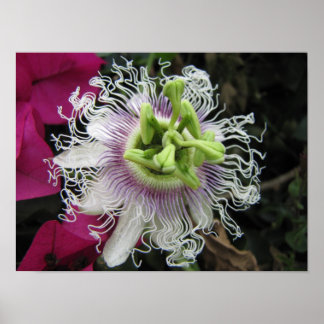 Poster KENYA Macro Passion Flower