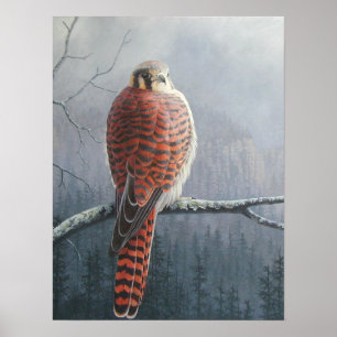 Pôster Kestrel