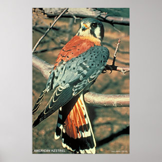 Poster Kestrel Americano