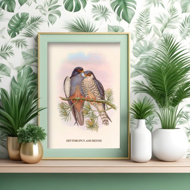 Poster Kestrel de pés vermelhos de alça branca (Criador carregado)