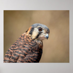 Poster Kestrel do americano 20x16
