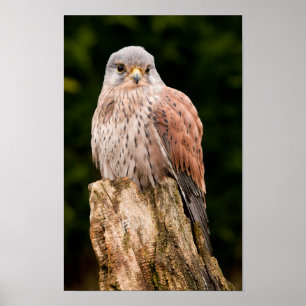 Poster Kestrel impressionante sentado em um coto de