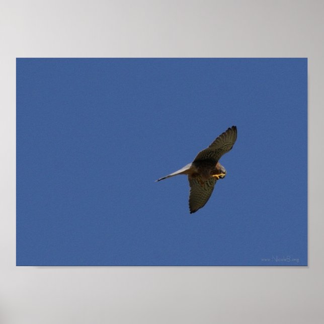 Pôster Kestrel, Turmfalke, falco-nunculus (Frente)