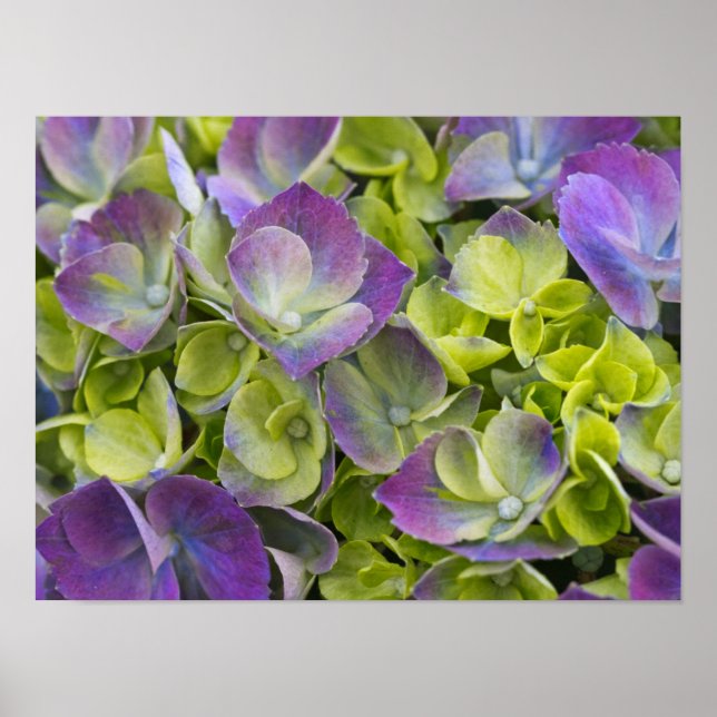 Pôster Keukenhof Garden Hydrangea (Frente)