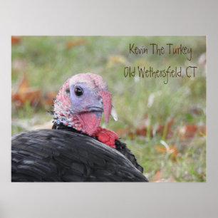 Poster Kevin The Turkey - Old Wethersfield