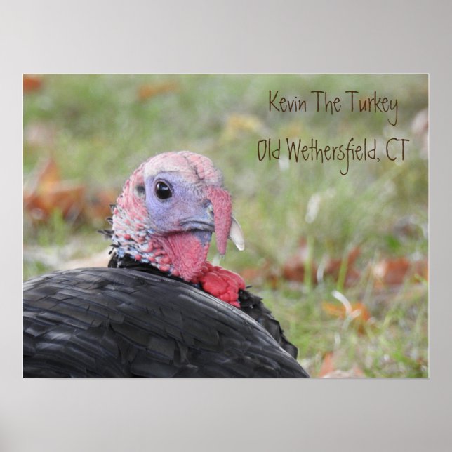 Poster Kevin The Turkey - Old Wethersfield (Frente)