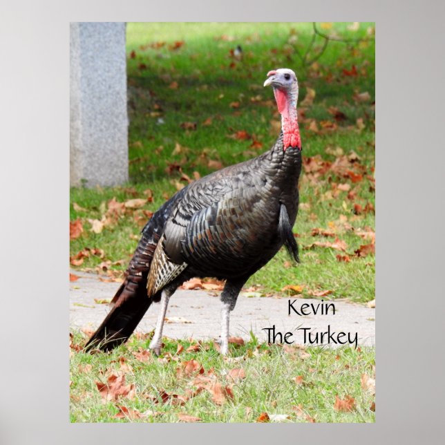 Poster Kevin The Turkey - Old Wethersfield, CT (Frente)