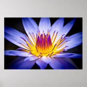 Pôster Kew Gardens Waterlily, London