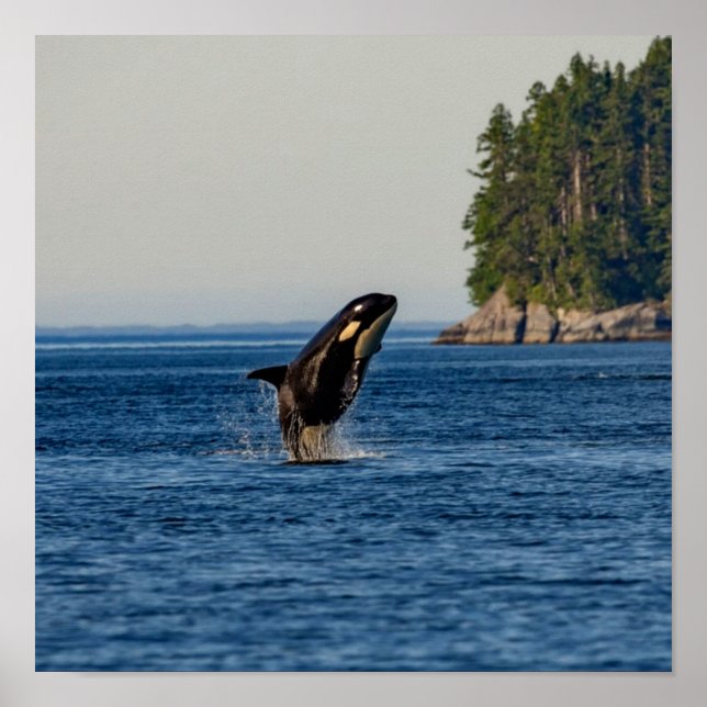 Poster Killer Whale Breaching out of Ocean Water (Frente)