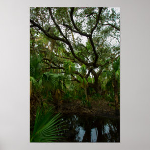 Poster Kilpatrick Hammock, Kissimmee Prairie, Reserva, FL