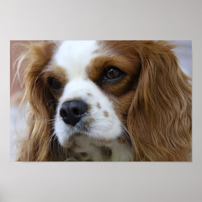 Poster King Charles Spaniel (Frente)