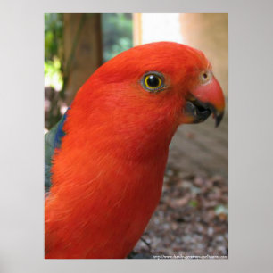 Poster King Parrot - Série de Pássaros Nativos Australian