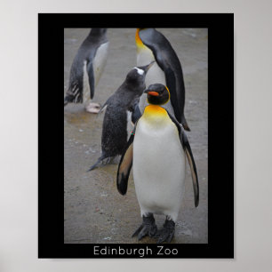 Poster King Penguin & Friends Edinburgh Zoo Scotland