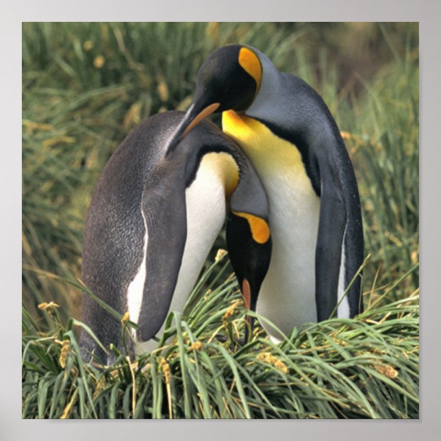Poster King Penguin Lovers (Frente)