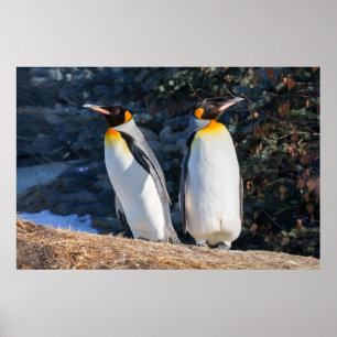 Poster King Penguin Pairon Against Wintry Backdrop
