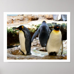 Poster King Penguins