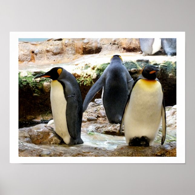 Poster King Penguins (Frente)
