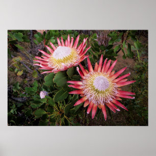 Poster King Protea (Protea Cynaroides), Helderberg